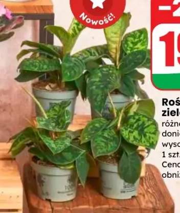 rośliny doniczkowe