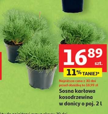 kosodrzewina