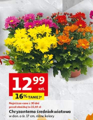 chryzantema