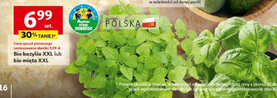 zioła w doniczce