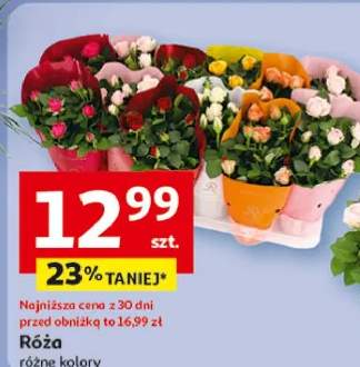 róża w doniczce