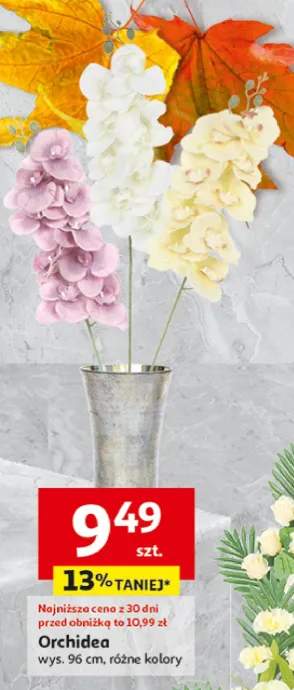 orchidea