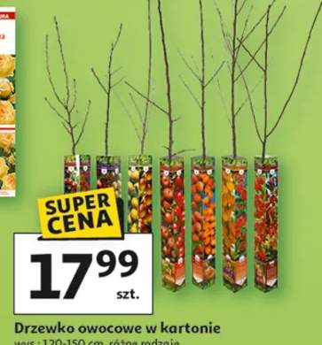 Drzewko owocowe w kartonie wys: 120-150 cm, różne rodzaje