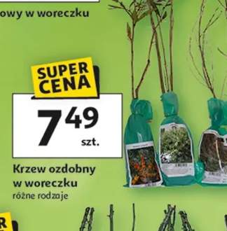 Krzew ozdobny w woreczku różne rodzaje