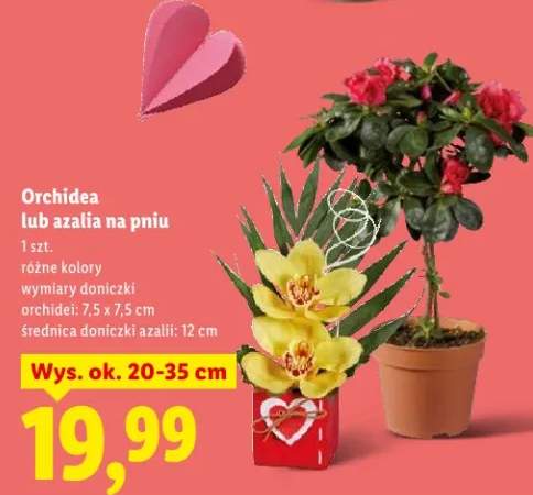 orchidea
