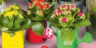 kalanchoe