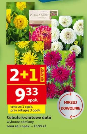 Cebulki kwiatowe dalii