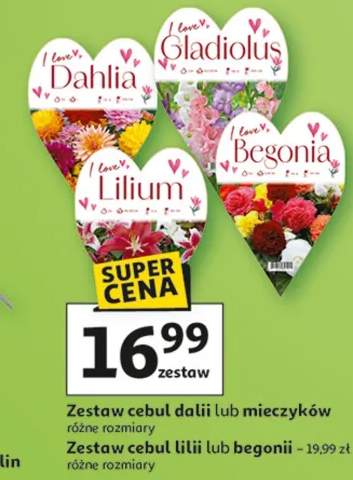 Zestaw cebul dalii lub mieczyków