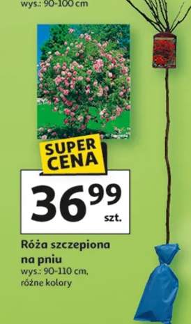 Róża szczepiona na pniu