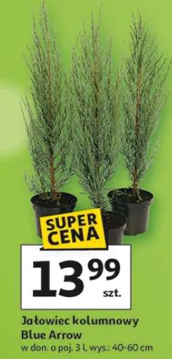 Jałowiec kolumnowy Blue Arrow