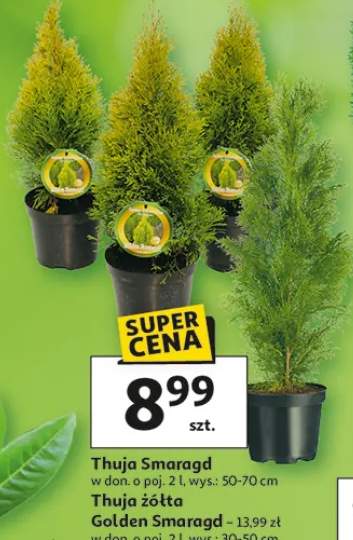 tuja szmaragd