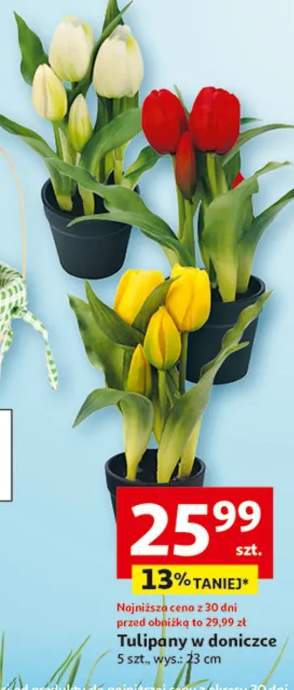 Tulipany w doniczce 5 szt. wys.: 33 cm