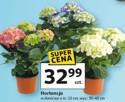 Hortensja w doniczce ø śr: 13 cm, wys.: 30-40 cm