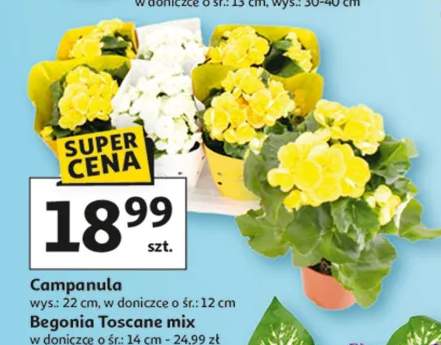 Begonia Toscane mix w doniczce ø śr: 14 cm