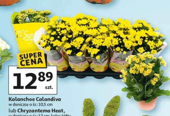 Kalanchoe Calandiva w doniczce ø śr.: 10.5 cm