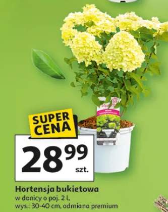 Hortensja bukietowa w donicy