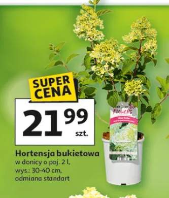 Hortensja bukietowa w donicy