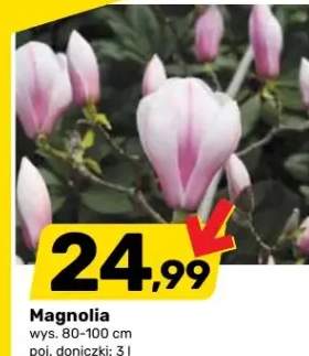 magnolia