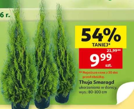 Thuja Smaragd ukorzeniowa w donicy