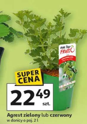 Agrest zielony lub czerwony