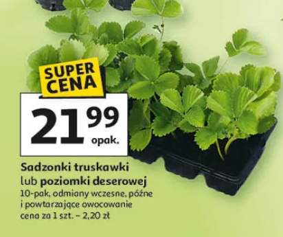 Sadzonki truskawki lub poziomki deserowej