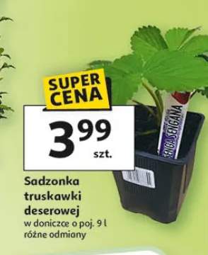 Sadzonka truskawki deserowej