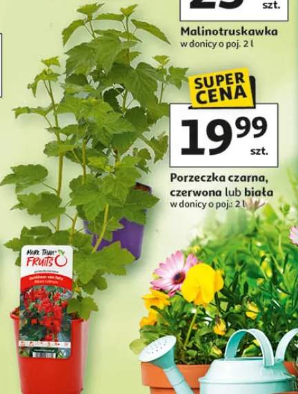 Porzeczka czarna, czerwona lub biała