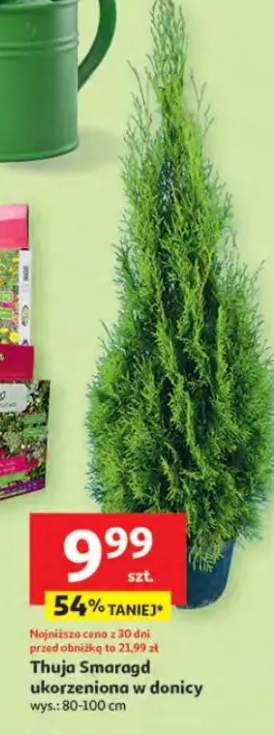 Thuja Smaragd ukorzeniiona w donicy