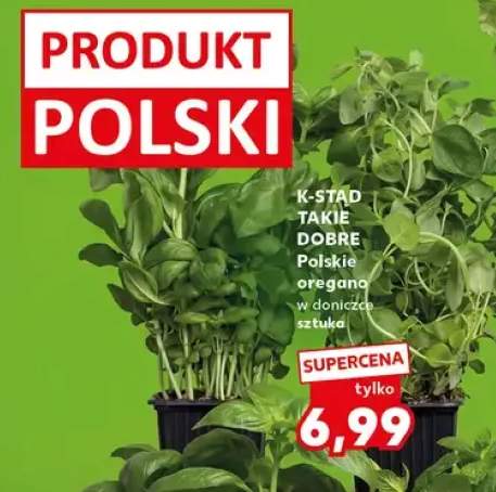 oregano świeże