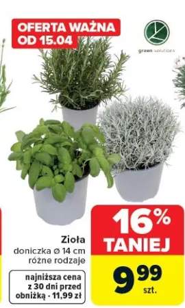 zioła w doniczce