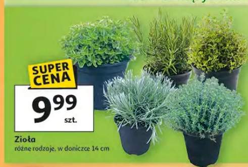 Zioła różne rodzaje w doniczce