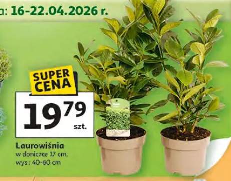 Laurowiśnia w doniczce