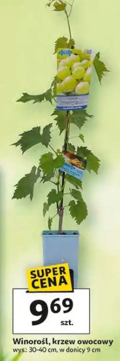 Winorośl, krzew owocowy