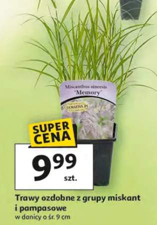 Trawy ozdobne z grupy miskant i pampasowe