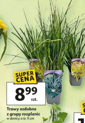 Trawy ozdobne z grupy rozpleńc