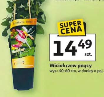 Wiciokrzew pnący