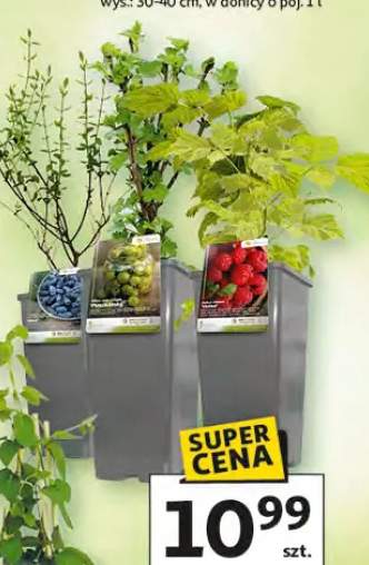 Krzewy owocowe różne rodzaje