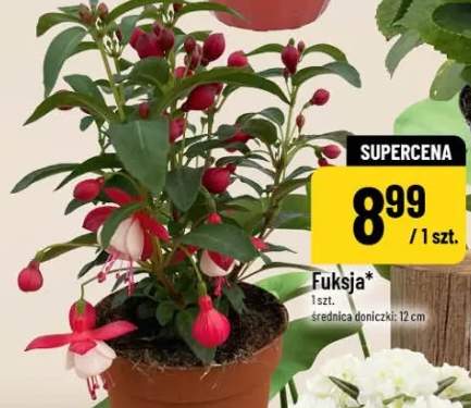 fuksja