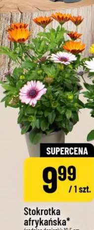 stokrotka