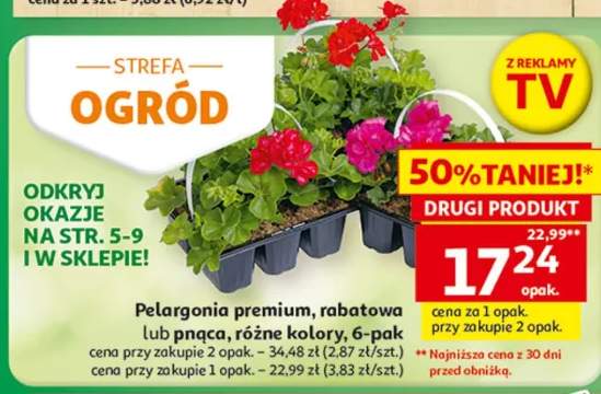 Pelargonia premium, rabatowa lub pnąca, różne kolory, 6-pak