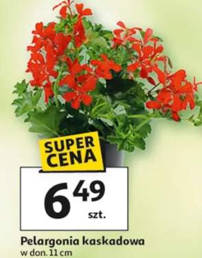 Pelargonia kaskadowa