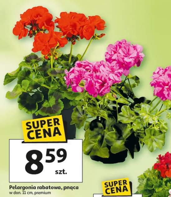 Pelargonia rabatowa pąca