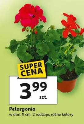 Pelargonia