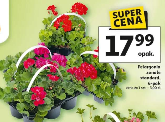 Pelargonia zonale standard 6-pak