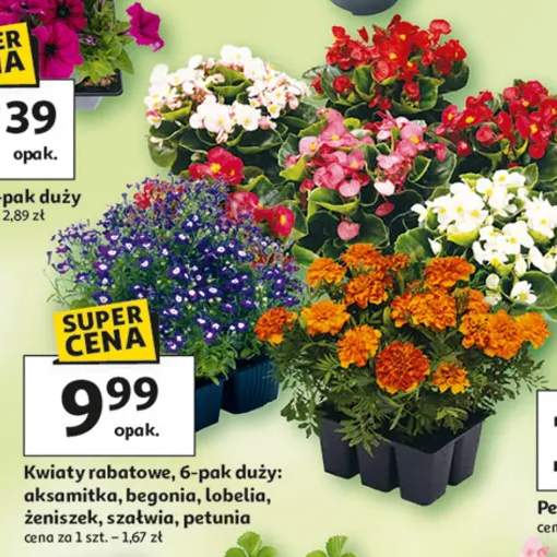 Kwiaty rabatowe 6-pak duży: aksamitka, begonia, lobelia, żeniszek, szałwia, petunia