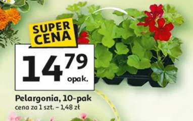 Pelargonia 10-pak