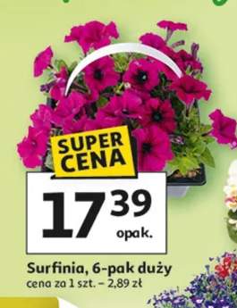 Surfinia 6-pak duży