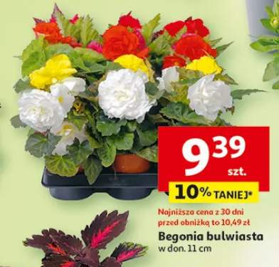 Begonia bulwiasta w donicy