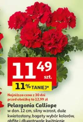 Pelargonia Calliope w donicy silny wzrost duże kwiatostany