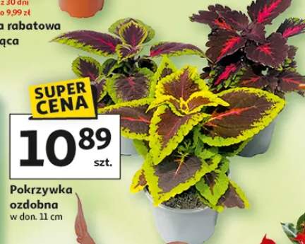 Pokrzywka ozdobna w donicy